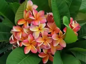 4 SEMILLAS PLUMERIA "Penang Peach" (FRANGIPANI - POMELIA) "semillas frescas" - Imagen 1 de 1