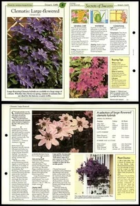 Clematis Large Flowered #8 Window-Boxes Success With House Plants Fold-Out Card - Picture 1 of 1