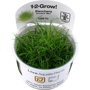Eleocharis pussila 1-2-GROW! - Bild 1 von 4