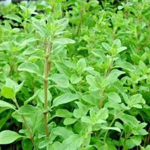 1000+SWEET MARJORAM Seeds Organic Herb Garden Indoor Container Groundcover Easy - Picture 1 of 9