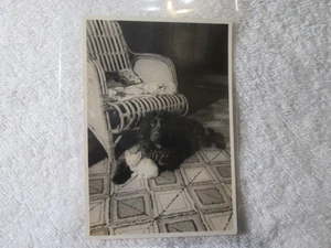 Adorable 1930's Original Photograph Artistic Black Dog With White Kitten Friend - Picture 1 of 2