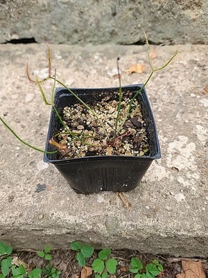 drosera binata Seed Grown - Image 1 of 4