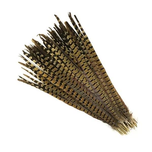 FAISÁN DE CUELLO ANILLO INGLÉS Plumas Naturales 8-10" Halloween/Sombreros/Disfraz - Imagen 1 de 3