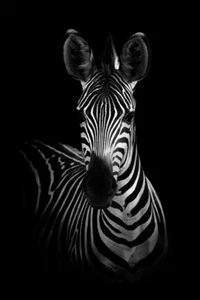 The Zebra by WildPhotoArt Photography Art Print on Paper or Canvas Ships Free - Picture 1 of 3