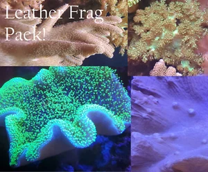 Leather Frag Pack 2.0, 4 Frags (Beginner Reef Salt Water Coral Live toadstool ) - Picture 1 of 5