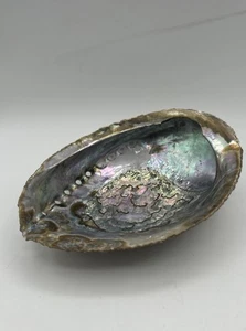Große rote Abalone Schale 6 1/2” x 5 1/2” Schüssel/Verschmieren - Bild 1 von 6