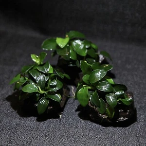 *BUY 2 GET 1 FREE* 1 Anubias Nana Petite On Nano Driftwood Live Aquarium Plants✅ - Picture 1 of 5