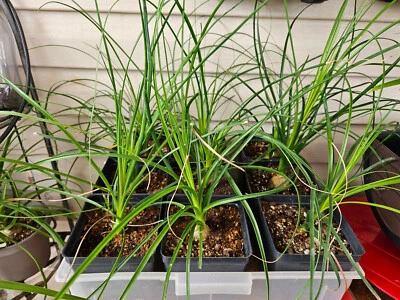 Ponytail Palm Plant in 4 inch Pot. Live Pony Tail Plant. Easy to grow indoors. - Image 1 of 4