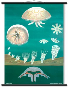 Jelly Fish Educational Chart - Zoology Lithograph Linen Backed READY TO HANG! - Picture 1 of 8