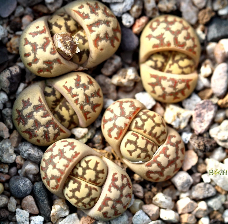 SEMILLAS - Lithops dorotheae 20 semillas C124 Foto 1 de 1