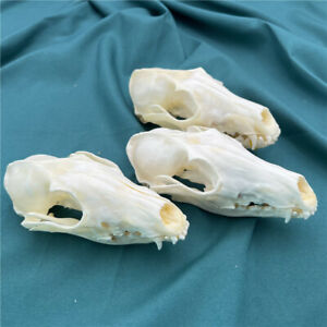 3 pcs Real Fox Skull taxidermy real bone skeleton Halloween decoration gift
