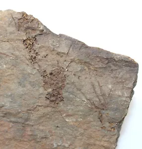 Eocrinoid, Gogia Palms, Kambrium, Spence Shale, Bear Lake, Idaho, USA-x4 - Picture 1 of 6
