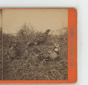 Quails Animals S.F. Adams Stereoview c1870 - Picture 1 of 3