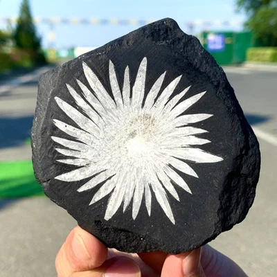 214G Natural Chrysanthemum Stone Quartz Carving Halo Treatment Gift - Image 1 of 4