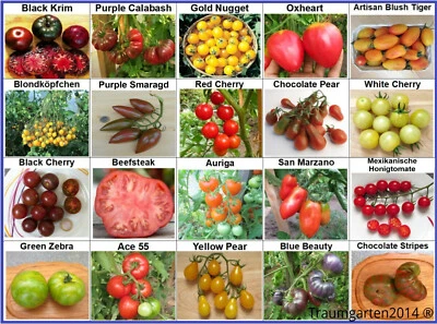  Set pomodoro 1: semi di pomodoro 20 varietà semi resistenti dalla Germania - Immagine 1 di 4