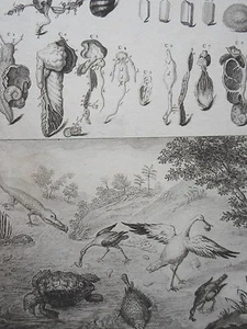Guillaume Jacques de Favanne Filius Original Engraving Zoomorphosis 18th - Picture 1 of 2