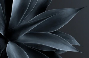 Fotomural VELLÓN-FLOR GRANDE-(8523S)- Flor Planta Papel Pintado Negro XXL - Imagen 1 de 1