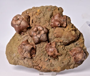 CRINOID FOSSIL, JIMBACRINUS BOSTOCKI, AUSTRALIA, CR50 - Bild 1 von 10