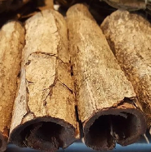 2 Seemandelbaumrinde Röhre ca.3-4cmØ x ~12cm Höhle Versteck Seemandelbaumblätter - Bild 1 von 1