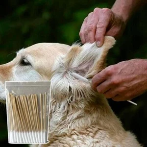 50pcs Dog Ear Cotton Buds Swabs Large Cotton Buds with Wooden Handle' - Picture 1 of 22