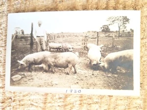 BURNHAM & HIS PIGS.SEP 21,1930.VTG 4.5" x 2.7" PHOTO*SP7 - Picture 1 of 3