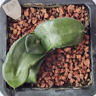 Gasteria hybrid for sale by Little One Plant Nursery