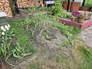 mutterboden zu verschenken - Bild 1 von 2