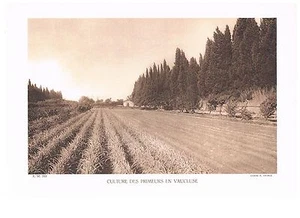 CULTURE DES PRIMEURS EN VAUCLUSE photo 1934 - Picture 1 of 1