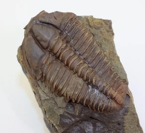 Trilobit, Conocoryphe sulzeri, Kambrium, Jince, Tschechische Republik -m326 - Picture 1 of 5