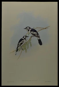 John Gould White-eared Flycatcher Bird British Museum Official Limited Print - Picture 1 of 2