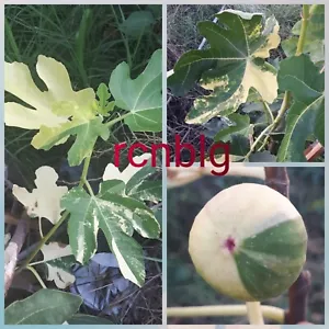 Joly Tiger varigieted leaf , 1 fig cutting excellent variety - Picture 1 of 1