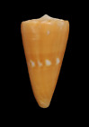 Shell Conus Vikingorum Colombia 46,8 Mm # Rarely Offered