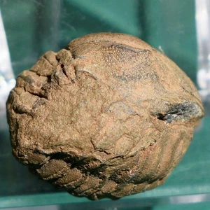 Rare Vogesina lacunafera Trilobite Fossil Devonian Bolivia, South America - Picture 1 of 13