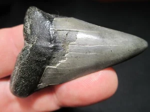 2-3/8 inch MAKO SHARK TOOTH Fossil Fish Teeth Hastalis GREAT WHITE ANCESTOR SC - Picture 1 of 6