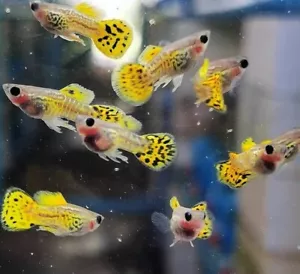 Yellow leopard grass belly short body guppies, 1 Pair 1 male , 1 female - Picture 1 of 14