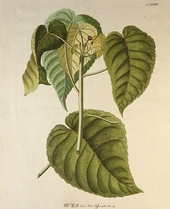 Pestaña de grabado botánico Georg Ehret C.1750 Plantae Selectae XXXIV HVRA - Imagen 1 de 11