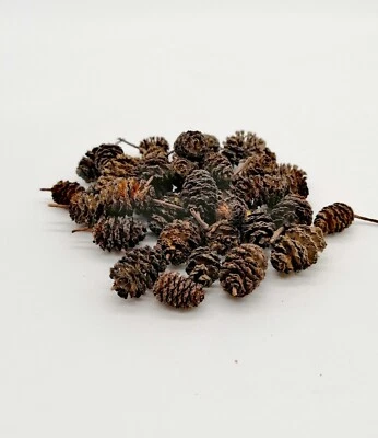 Alder Cones Aquarium Natural Water Treatment Decoration Fish Shrimps