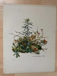 Kleine Weißtanne mit Storchschnabel, Druck, Aquarell von Helmut von Geyer - Bild 1 von 2