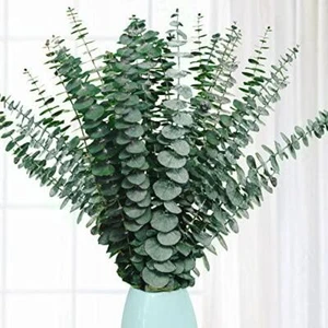 20 Pcs Preserved Dried Eucalyptus Stems, 17" Natural Fresh Eucalyptus Branches - Picture 1 of 8