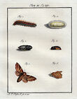 R&#246;sel von Rosenhof Raupe Falter Motte Moth Nachtfalter Orig Altkoloriert 1746