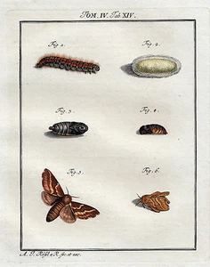 Rösel von Rosenhof Raupe Falter Motte Moth Nachtfalter Orig Altkoloriert 1746 - Picture 1 of 5