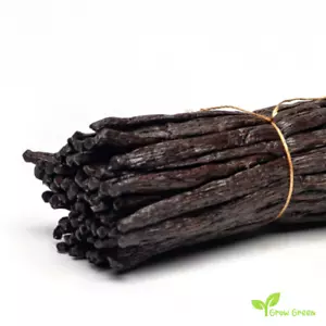 100 seeds Vanilla Orchid of Madagascar - VANILLA PLANIFOLIA + 5 seeds Sunflower - Picture 1 of 3