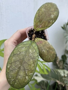 💖Hoya Larisa💖 (Rare)~Established Indoor/Outdoor Plant🪴 - Picture 1 of 11