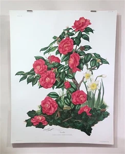 Maryrose Wampler, Camellia, Signed Print, 28x22 Wall Art, Plate 19 - Picture 1 of 9