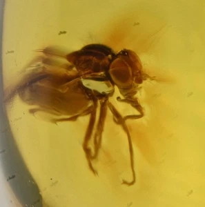 Braquicera detallada (mosca), inclusión de insectos fósiles en ámbar dominicano - Imagen 1 de 3