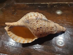 Triton's Trumpet Large Charonia Tritonis 9" Long Beautiful Shell - Picture 1 of 4