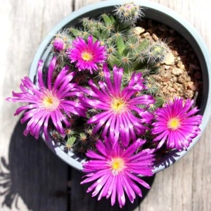 Trichodiadema bulbosum - Tiny Tree - Live Plant - Waterwise - Free Shipping - Picture 1 of 5