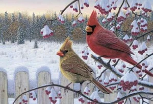 Winter Cardinals von Kim Norlien Vögel Kardinäle Druck 18x12 - Bild 1 von 1
