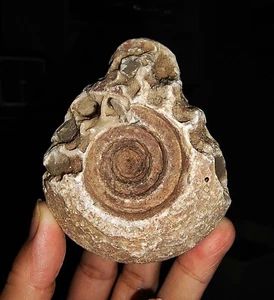 ¡INCREÍBLE AMONITA!!! FÓSIL DE METAEGOCERATIDA CRISTALIZADO EN BRUTO DE TIMOR, 75 MM - Imagen 1 de 7