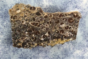 Turritella Shell Fossils Thick Slab - 8.2 Ozs - Lapidary - Display - Collect - Picture 1 of 19